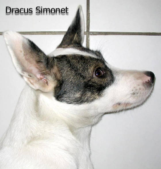 dracus2.jpg